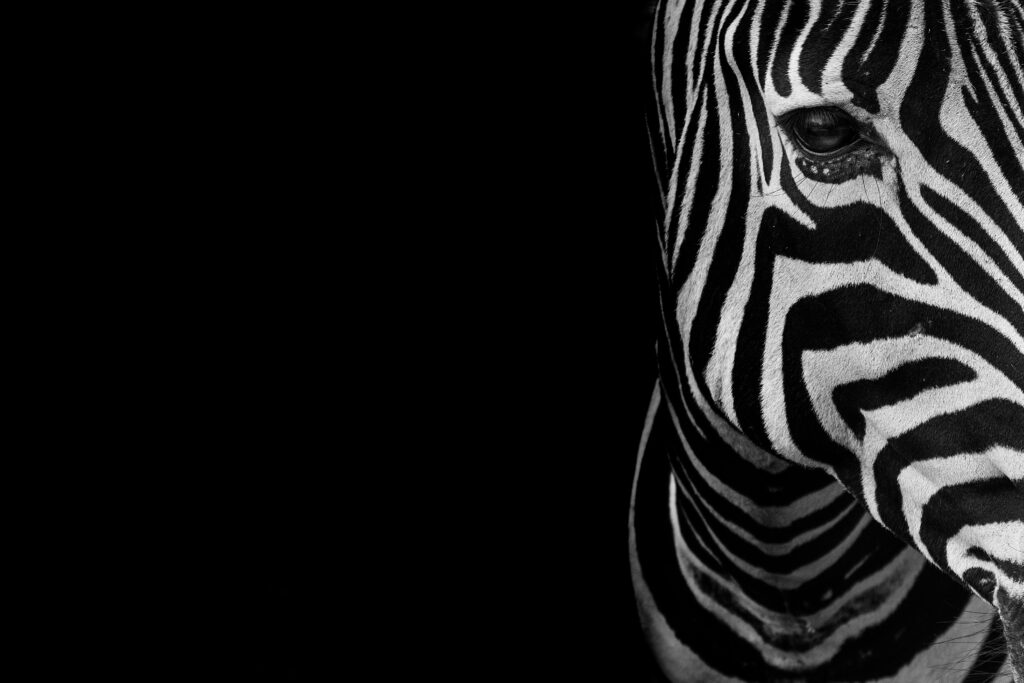 B&W Copies